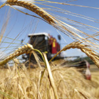 В Беларуси собрали больше 6 миллионов тон зерна