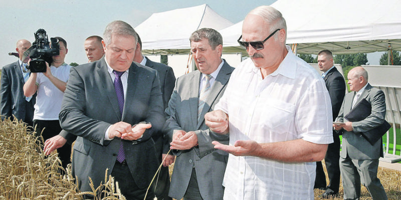 Александр Лукашенко прямо в поле дал ответ на вопрос: кто лучше работает с землёй. Фото: БЕЛТА